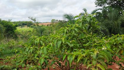 Fazenda / Sítio / Chácara com 2 Quartos à venda, 3000m² no Zona Rural, Campo Limpo de Goiás - Foto 1