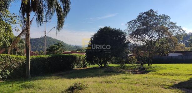 Abacateiro de grande porte na calçada em Guarulhos 02 