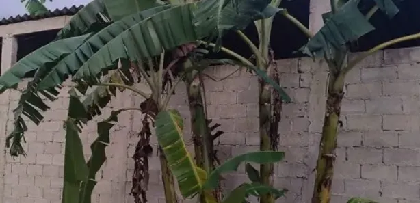 Fazenda / Sítio / Chácara com 2 Quartos à venda, 50m² no Montevidéu, Nova Iguaçu