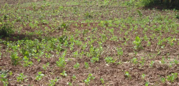 Terreno / Lote / Condomínio à venda, 6660000m² no , Cristalândia