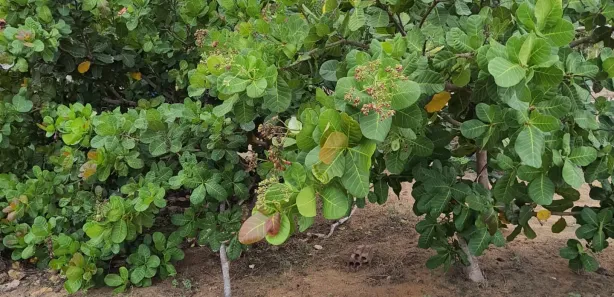 Fazenda / Sítio / Chácara com 3 Quartos à venda, 50m² no , Vera Cruz