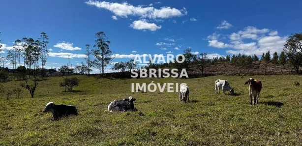 Fazenda / Sítio / Chácara com 4 Quartos à venda, 400m² no Santa Cecília, Pilar do Sul