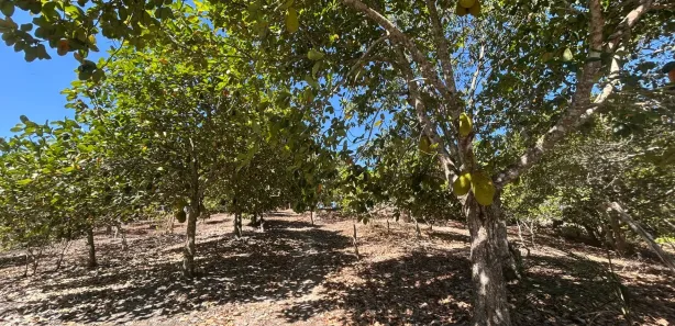 Fazenda / Sítio / Chácara com 2 Quartos à venda, 90000m² no , Sairé