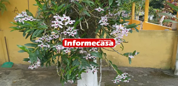 Fazenda / Sítio / Chácara com 2 Quartos à venda, 100m² no Cidade Jardim Parque Estoril, Nova Iguaçu