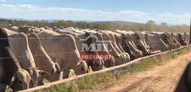 Fazenda / Sítio / Chácara à venda, 500m² no Centro, Formosa