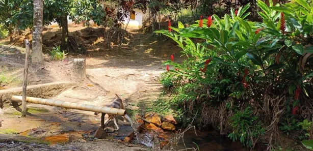 Fazenda / Sítio / Chácara com 2 Quartos à venda, 200000m² no Nossa Senhora do O, Ipojuca