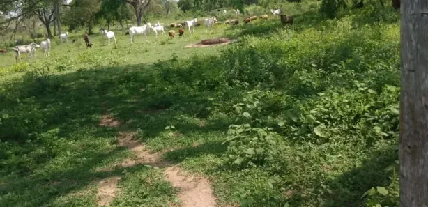 Fazenda / Sítio / Chácara à venda, 4345240m² no , Porto Murtinho