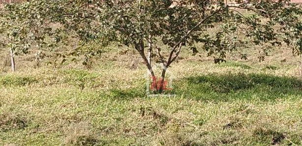 Terreno / Lote Comercial à venda, 46000m² no Belchior Baixo, Gaspar