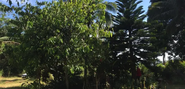 Fazenda / Sítio / Chácara com 3 Quartos à venda, 172m² no Rio Mole (Bacaxá), Saquarema