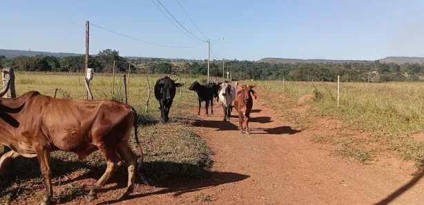 Fazenda / Sítio / Chácara à venda, 20000m² no Jardim Lago Azul, Novo Gama