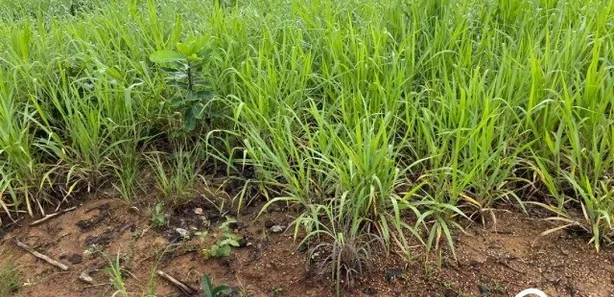 Fazenda / Sítio / Chácara à venda no , Lagoa da Confusão