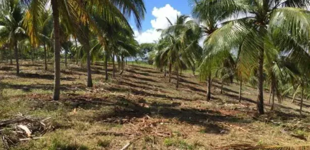 Fazenda / Sítio / Chácara com 9 Quartos à venda, 980000m² no Praia do Forte, Mata de São João