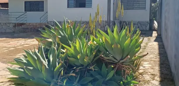Casa com 4 Quartos para alugar, 220m² no Setor Habitacional Vicente Pires - Trecho 3, Brasília