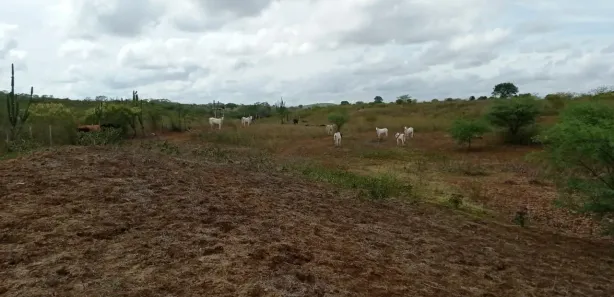 Fazenda / Sítio / Chácara com 5 Quartos à venda, 360000m² no , Passira