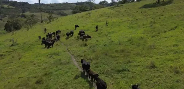 Fazenda / Sítio / Chácara à venda, 1000m² no , Canhotinho