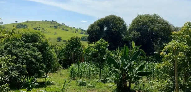Fazenda / Sítio / Chácara com 1 Quarto à venda, 5000m² no condomínio chácaras Itaúna, Ibiporã