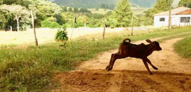 Fazenda / Sítio / Chácara com 8 Quartos para alugar, 700m² no , Cabreúva
