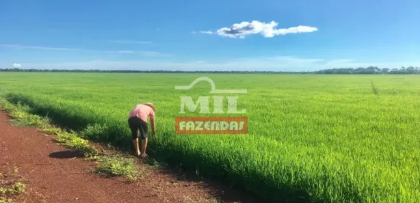 Fazenda / Sítio / Chácara à venda, 7260000m² no , Lagoa da Confusão