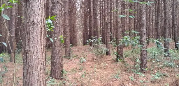 Fazenda / Sítio / Chácara à venda, 359370m² no , Rio Branco do Sul