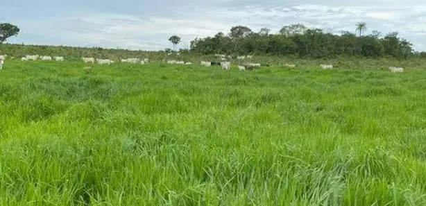 Fazenda / Sítio / Chácara à venda, 1064800m² no Plano Diretor Sul, Palmas