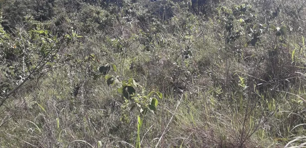 Fazenda / Sítio / Chácara à venda, 20000m² no Jardim Roriz, Brasília