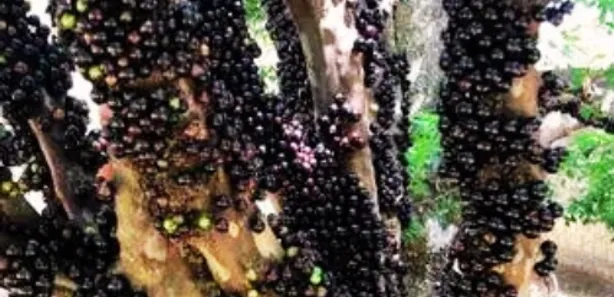 Fazenda / Sítio / Chácara com 4 Quartos à venda, 3000m² no Dom Bosco, Cidade Ocidental