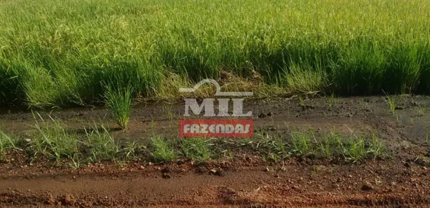 Fazenda / Sítio / Chácara com 3 Quartos à venda, 500m² no , Lagoa da Confusão