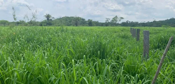 Fazenda / Sítio / Chácara à venda, 16100000m² no , Tacuru