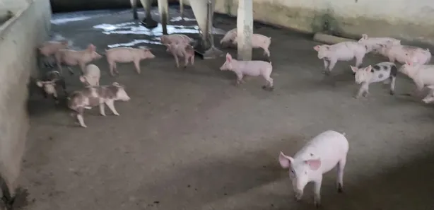 Fazenda / Sítio / Chácara à venda, 284000m² no Área Rural de Vitória do Santo Antão, Vitória de Santo Antão