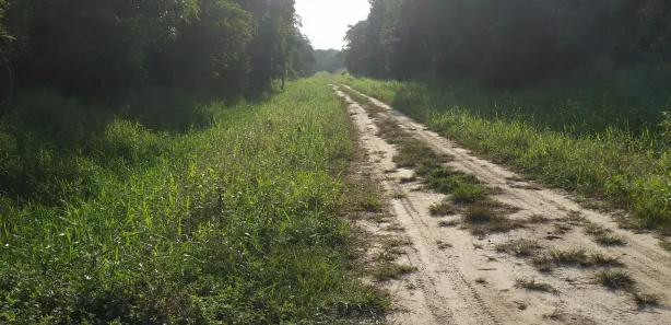 Terreno / Lote / Condomínio à venda, 5000m² no Praia do Ervino, São Francisco do Sul
