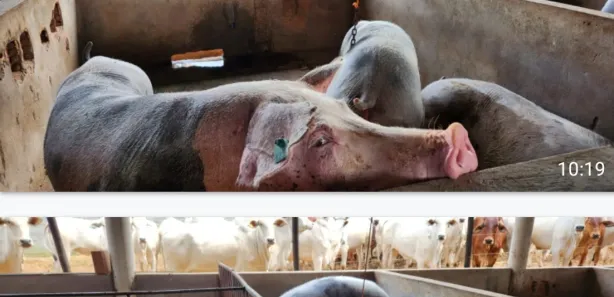 Fazenda / Sítio / Chácara à venda, 333m² no Área Rural de Santo Antônio do Descoberto, Santo Antônio do Descoberto