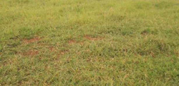 Fazenda / Sítio / Chácara à venda, 280000m² no Centro, Formosa