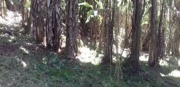 Terreno / Lote / Condomínio à venda, 990m² no Rocio Pequeno, São Francisco do Sul