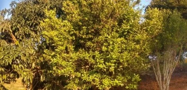 Fazenda / Sítio / Chácara com 2 Quartos à venda, 95m² no Rio Abaixo, Jacareí