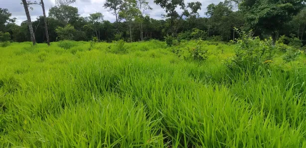 Fazenda / Sítio / Chácara com 3 Quartos à venda, 363000m² no Bezerra, Formosa