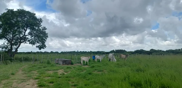 Fazenda / Sítio / Chácara com 3 Quartos à venda, 30000m² no Centro, Taipu