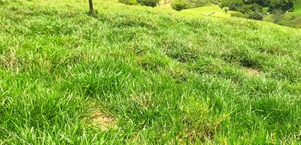 Fazenda / Sítio / Chácara com 3 Quartos à venda, 500000m² no Centro, Nossa Senhora das Dores