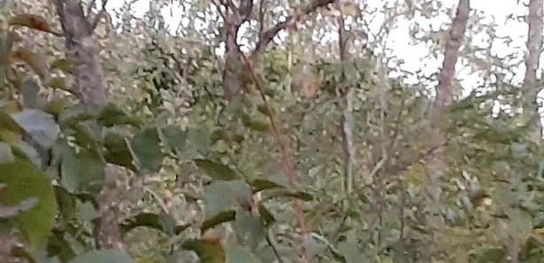 Fazenda / Sítio / Chácara à venda, 8010m² no Chácaras Quedas do Descoberto, Águas Lindas de Goiás