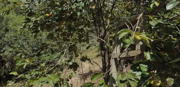 Terreno / Lote / Condomínio à venda, 20000m² no , Fortuna de Minas