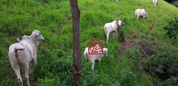 Fazenda / Sítio / Chácara com 5 Quartos à venda, 340m² no Sana, Macaé