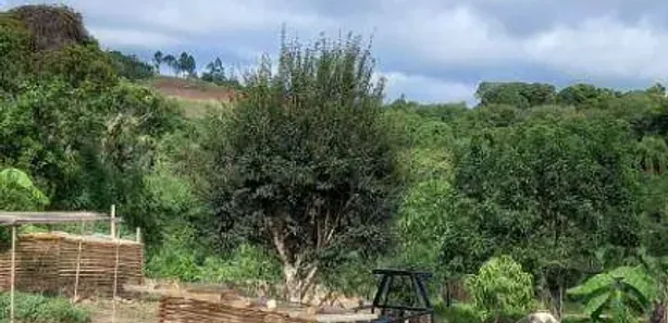 Fazenda / Sítio / Chácara com 2 Quartos à venda, 110m² no Piedade, Piedade