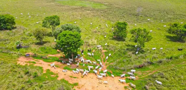 Fazenda / Sítio / Chácara com 3 Quartos à venda, 3600000m² no , Arinos
