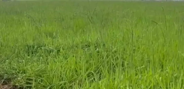 Terreno / Lote / Condomínio à venda, 64m² no Centro, Goianésia