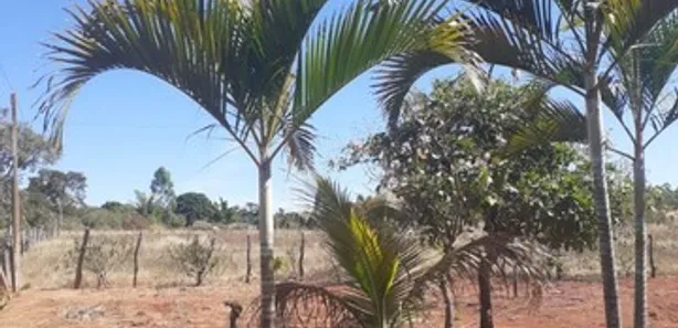 Fazenda / Sítio / Chácara à venda, 5000m² no Brazlândia, Brasília