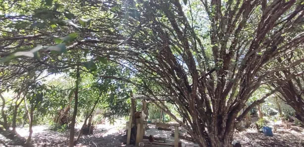 Fazenda / Sítio / Chácara com 6 Quartos à venda, 411m² no Pau D'Alhinho, Piracicaba