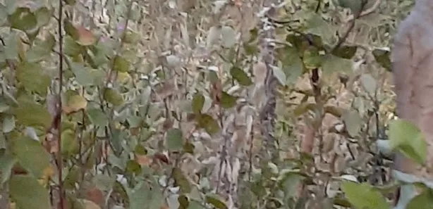 Fazenda / Sítio / Chácara à venda, 8010m² no Chácaras Quedas do Descoberto, Águas Lindas de Goiás