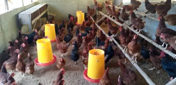 Fazenda / Sítio / Chácara com 3 Quartos à venda, 50000m² no Brazlândia, Brasília