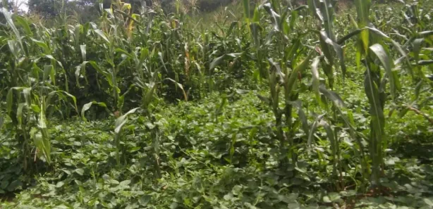 Fazenda / Sítio / Chácara à venda, 40000000m² no , São Braz do Piauí