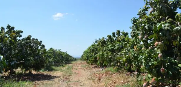 Fazenda / Sítio / Chácara à venda, 1200000m² no Área Rural de Petrolina, Petrolina
