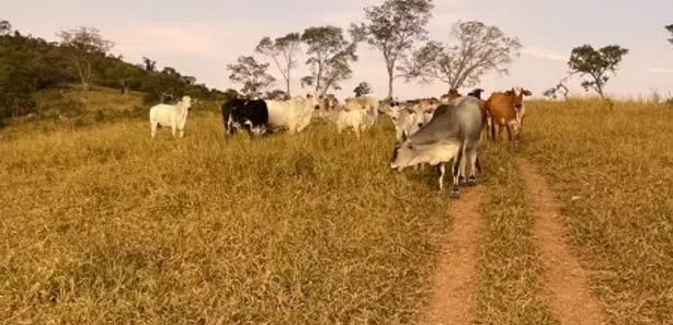 Fazenda / Sítio / Chácara à venda, 20000m² no São João Batista, Santa Luzia